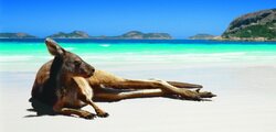 Lucky Bay Kangaroo