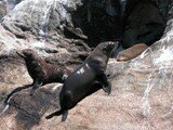 Esperance Fur Seal