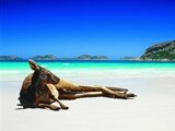 Kangaroo Resting at Lucky Bay, Esperance