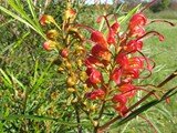 Red Grevillea at Lake Monjimup, Esperance